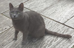 Keats-Cat-4